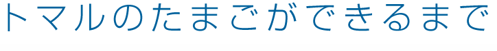 トマルのたまごができるまで